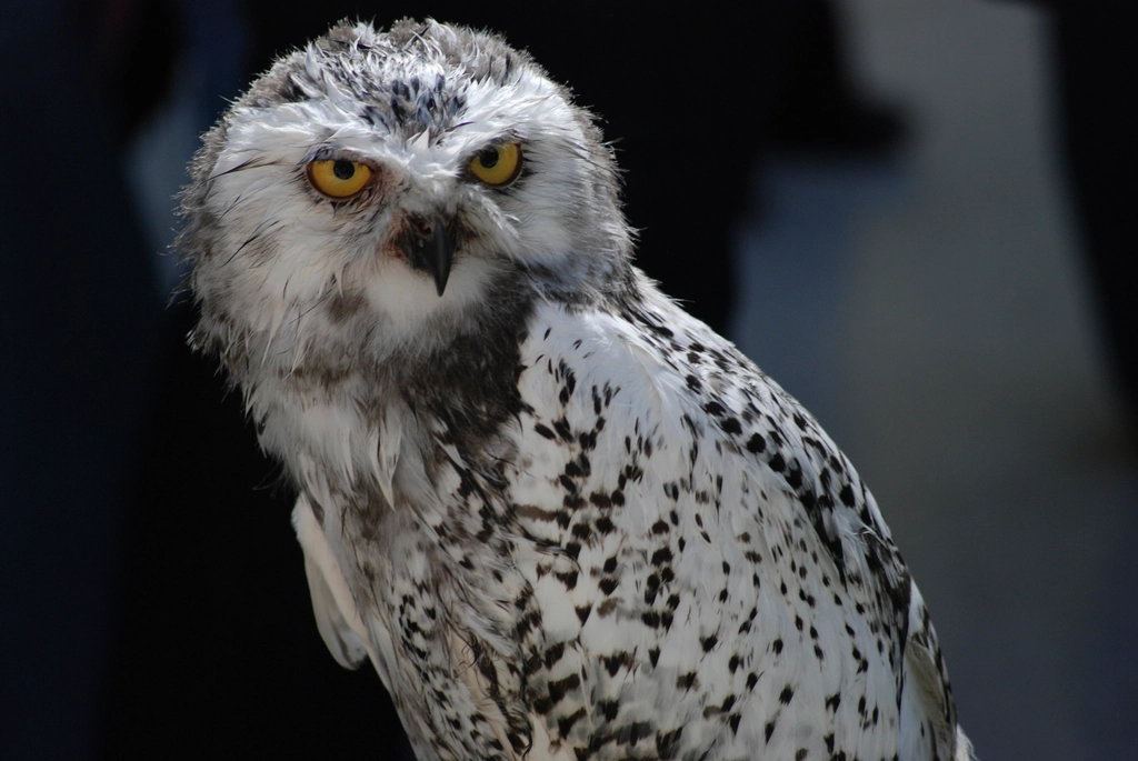 Big white owl staring something