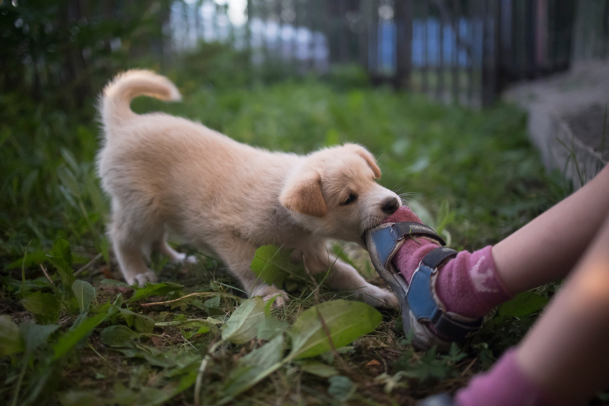 Pesky Puppy