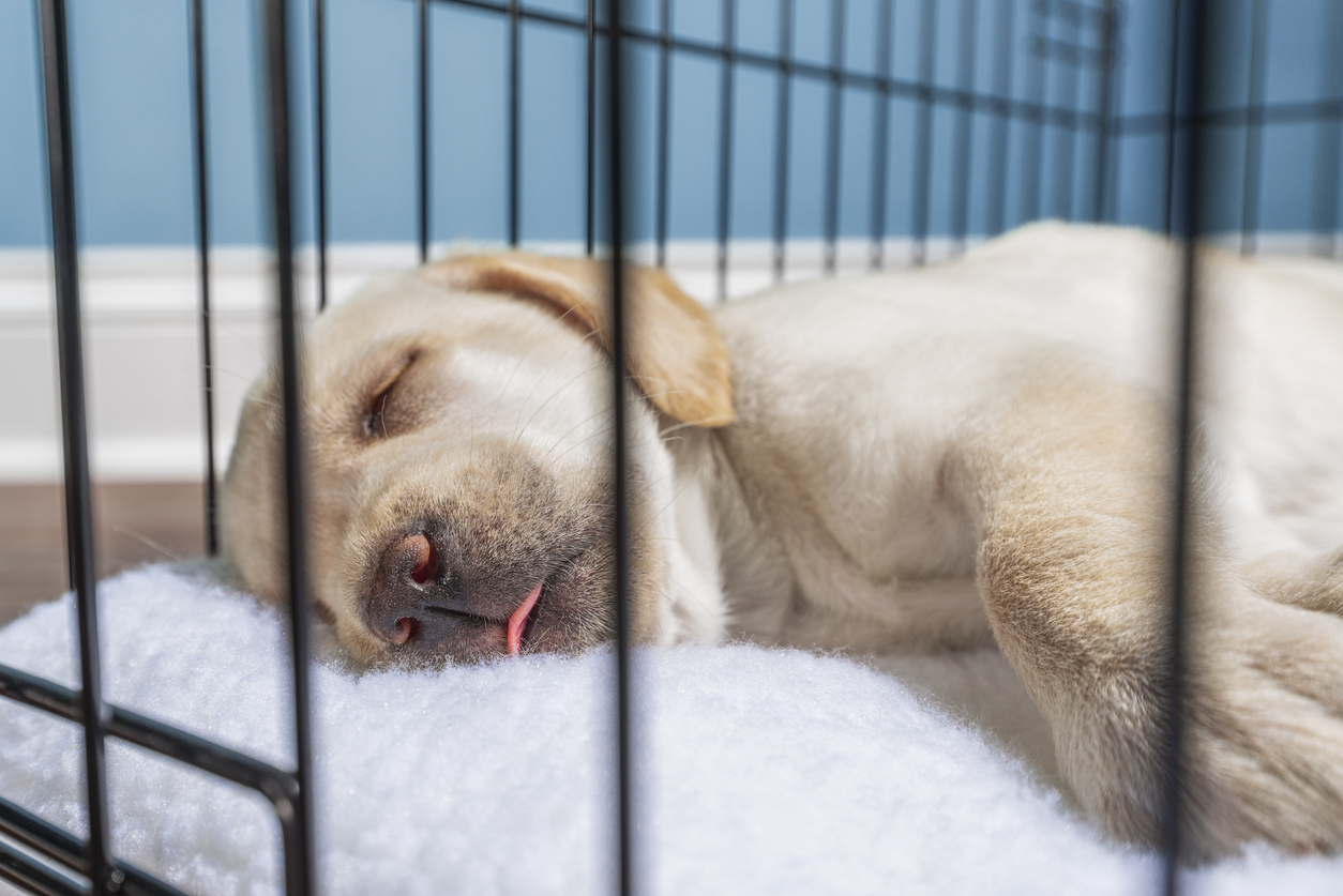Are You Crated?