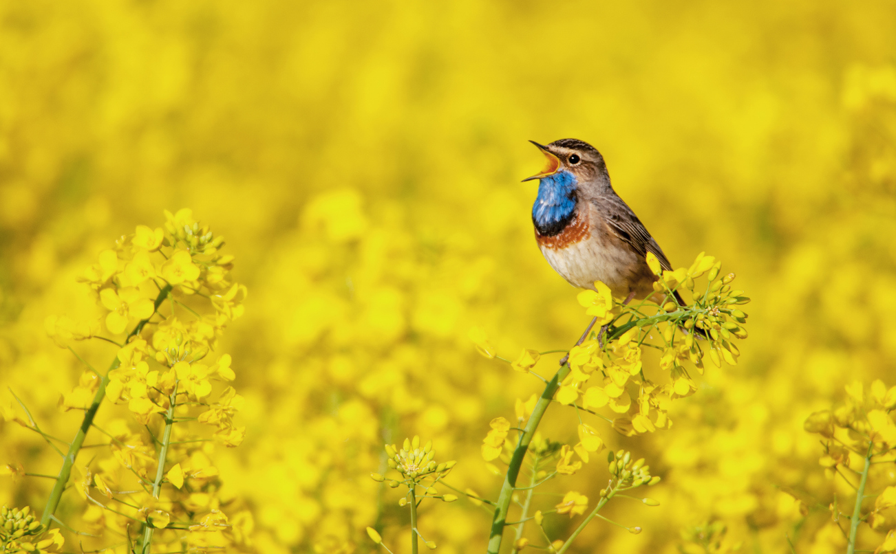 The attitude of gratitude