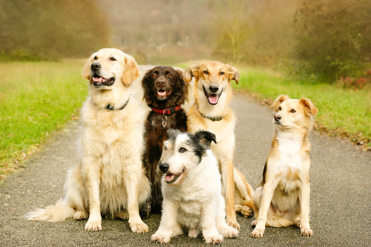 Find Your Tribe: No Dog Left Behind
